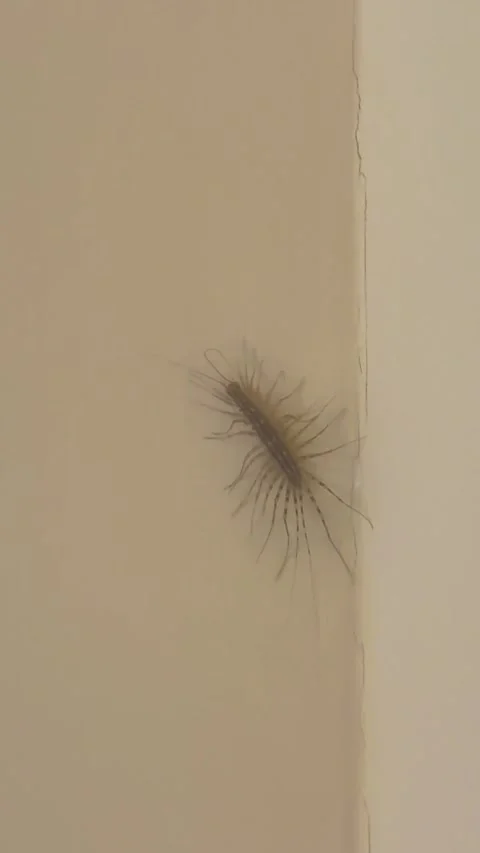 House Centipede on Wall Corner Stock Footage 308897413