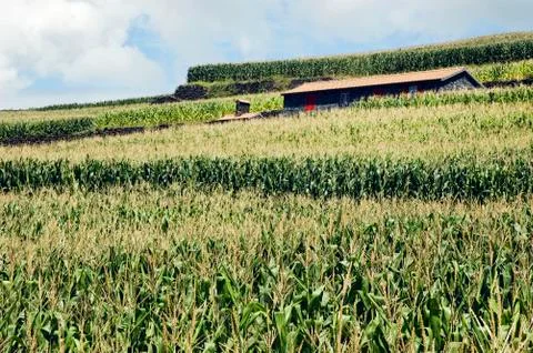 House in a corn field Stock Photos