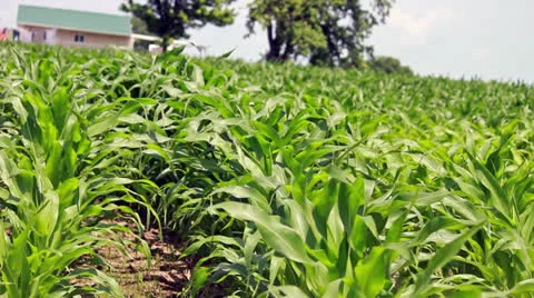 House on Cornfield in the Midwest Stock Footage 25320656