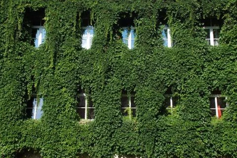 House Covered with Bindweed vine Stock Photos