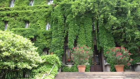 House Covered In Ivy Stock Footage 76869907
