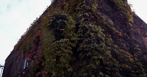 House covered in ivy Stockbeeldmateriaal 79956104