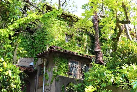A house covered with trees Stock Photos