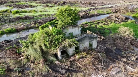 A house is covered in vines and is surrounded by a lot of debris Видео 325825231