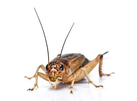 House cricket Stock Photos