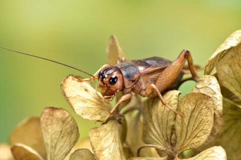 House cricket Stock Photos