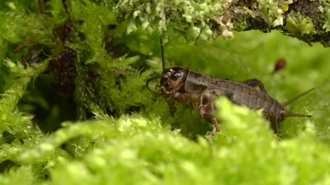 House crickets on the moss cleans its antennae Stock Footage 273101180