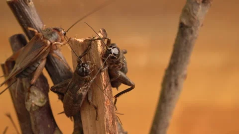 House crickets on a twig Stock Footage 273074359