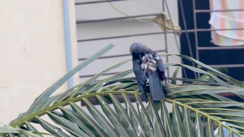 House crow is Grooming after bath. Stock Footage 299687763