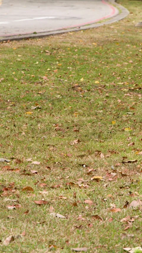 House Crow Pair Foraging on a Grassy Lawn with Scattered Leaves Stock Footage 329010679