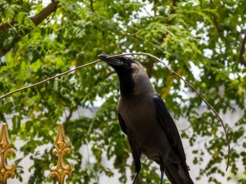 House crow Stock Photos