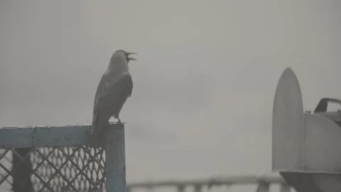 House crow on railing at Sadarghat Launch Terminal-Dhaka, Bangladesh Video stock 244657392