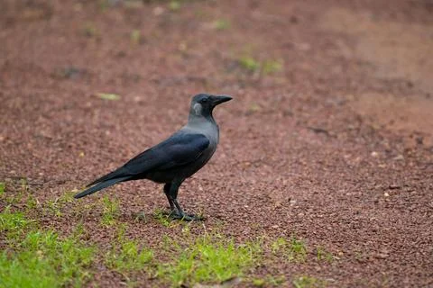 House crow standing on the ground while looking away Stock Photos