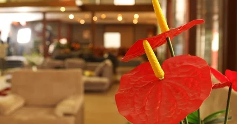 House Decorative leafs Stock Footage 88456435