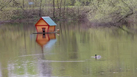 House for ducks Stock Footage 273513369