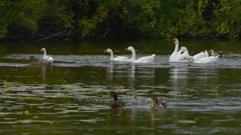 House ducks on lake 2 Video stock 8600496