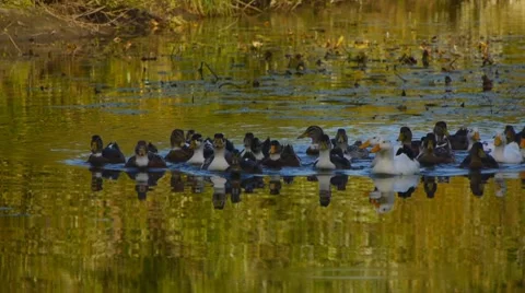 House ducks on lake Stock Footage 8600497