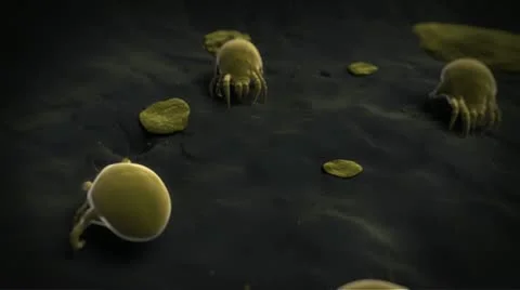 House dust mites Video stock 23033505