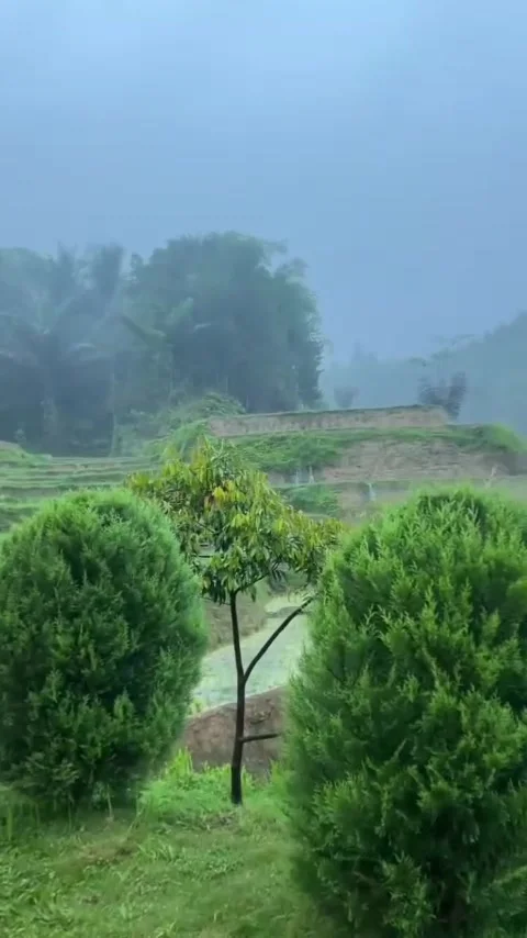 A house on the edge of the rice fields Stock Footage 308204905