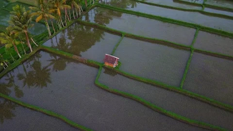 House in empty rice paddies 動画素材 145299095
