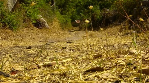 House at the end of the Path Stock Footage 79148005
