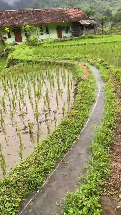 House at the end of the rice fields Stock Footage 308272350