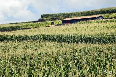 House in fields Stock Photos