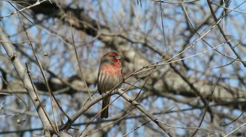 House Finch 2 Video stock 10720877