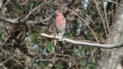 House Finch 3 Video stock 10720907
