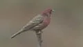 House Finch (Carpodacus mexicanus) - Male 1 HD Footage