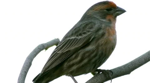 House Finch Close Up Stock Footage 10591955