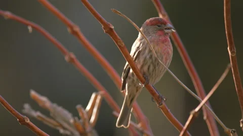 House finch eating a seed while perched on branch, 4k Stock Footage 167185014