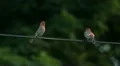 House finches. HD Footage
