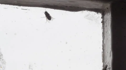 House flies at dirty window Video stock 32423901