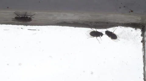 House flies at dirty window Video stock 32424776