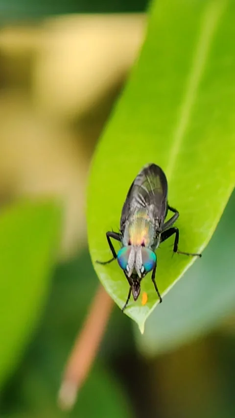 House flies Vidéo 293035826