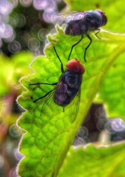 House flies Stock Photos