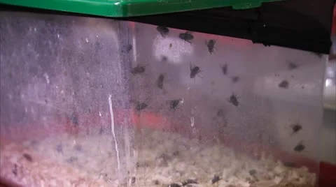 House Flies in a Storage Container HD Video Stock Footage 22149993