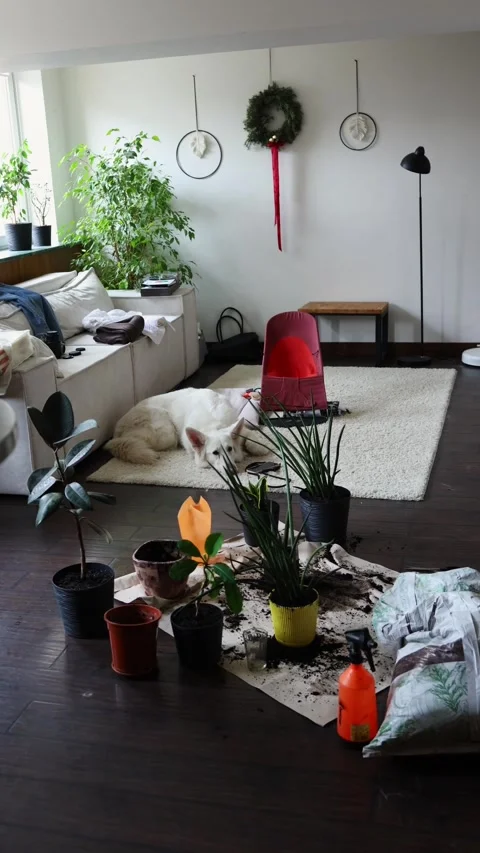 House flowers on the floor lie in disarray next to a white dog and a sofa Stock Footage 266487688