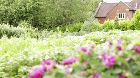 House to flowers focus move pythouse kitchen gardens, wiltshire 스톡 동영상 137396550