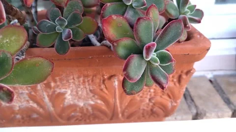 House flowers in a rectangular ceramic pot stand on the windowsill Stock Footage 306576062