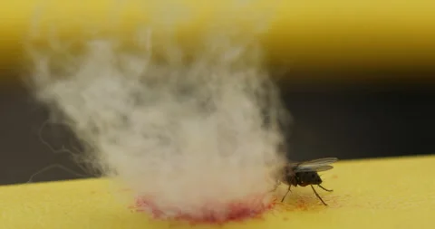 House Fly On Blood Video stock 335688315