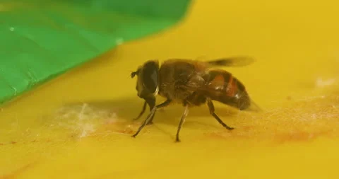 House Fly On Blood Видео 335688706