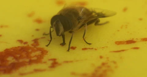 House Fly On Blood Vídeos de archivo 335689440