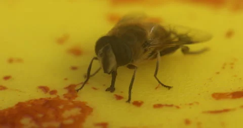 House Fly On Blood Stock Footage 335689456