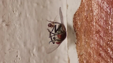 House fly caught in the house spider's web Stock Footage