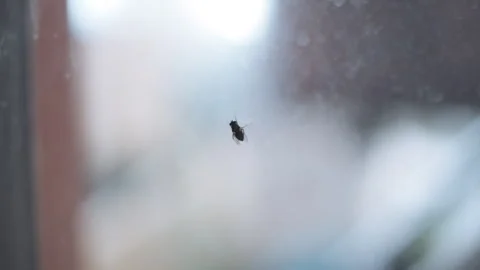 House fly cleaning itself on a window Stock Footage 253041648