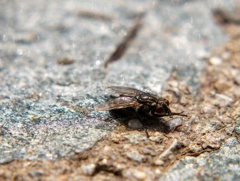 House fly close-up on stone surface in sunlight Stock-Fotos