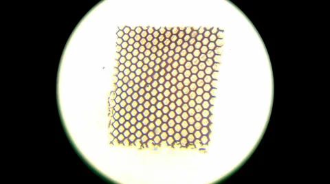 House Fly Compound Eye 400x 800x 1000x Stock Footage 39806677