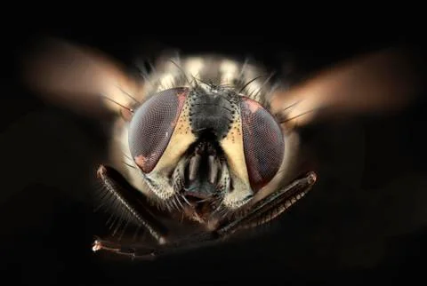 House fly cutout Stock Photos